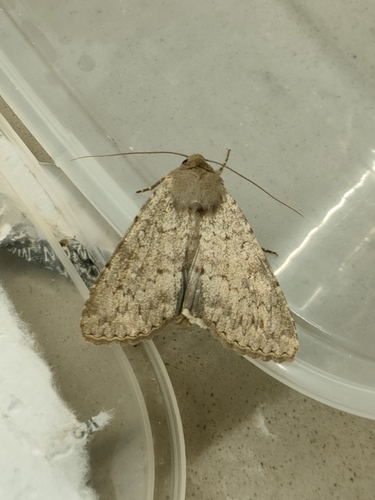 Noctuelle lusitanienne (La)