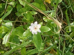 Passiflora ciliata