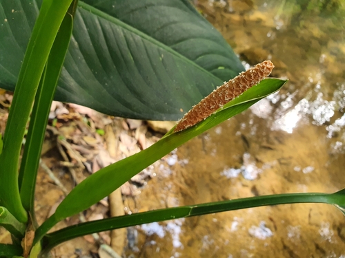 Dieffenbachia seguine