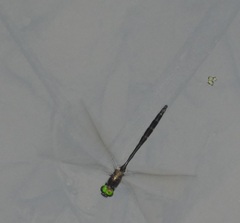 Somatochlora linearis