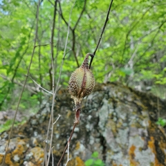 Encyclia adenocarpa