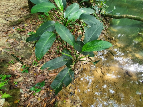 Dieffenbachia seguine