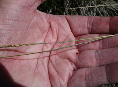 Carex borealipolaris