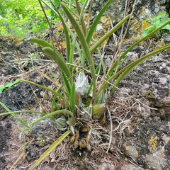 Encyclia adenocarpa