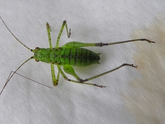Ensifera