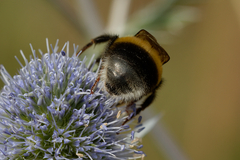 Bombus