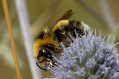 Bombus