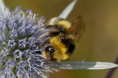 Bombus