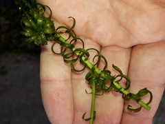 Lagarosiphon major