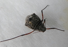 Insecta