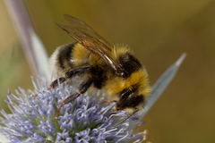 Bombus