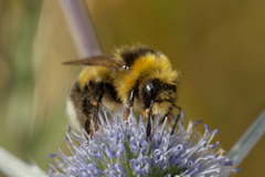 Bombus
