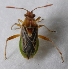 Hemiptera