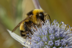 Bombus