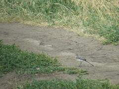 Motacilla alba