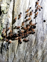 Crematogaster schmidti