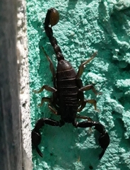 Euscorpius mingrelicus