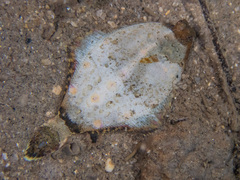 Pleuronichthys coenosus