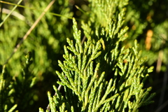Juniperus sabina
