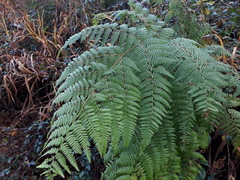 Hypolepis dicksonioides