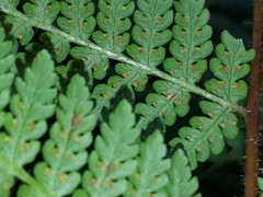 Hypolepis dicksonioides