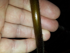 Hypolepis dicksonioides