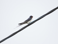 Hirundo rustica