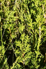 Juniperus sabina