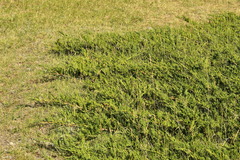 Juniperus sabina