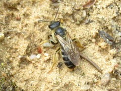 Halictus quadricinctus