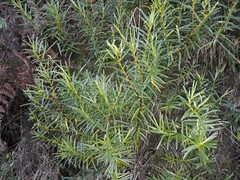 Veronica parviflora