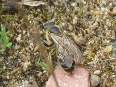 Halictus quadricinctus