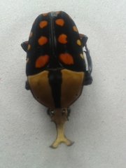 Mecynorhina passerinii