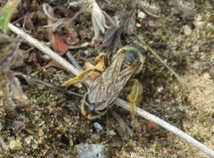 Halictus quadricinctus