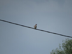 Streptopelia decaocto