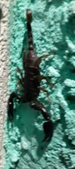 Euscorpius mingrelicus
