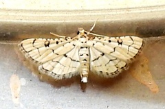 Hileithia rehamalis