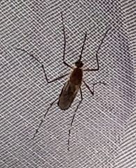 Coquillettidia perturbans