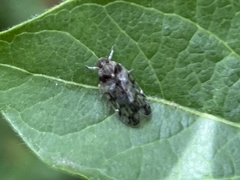 Melanoliarus placitus