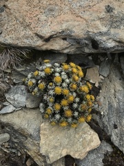 Senecio leucomallus