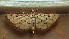 Hileithia rehamalis