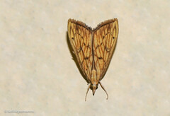 Chilochromopsis sceletogramma