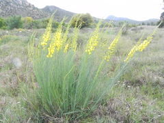 Lebeckia sepiaria