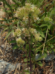Phacelia leptosepala