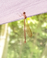 Lestes eurinus