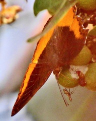 Eurytela dryope angulata