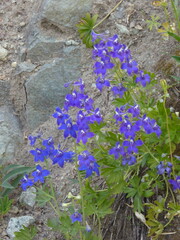 Delphinium nuttallii