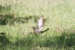 Cuculus clamosus gabonensis