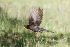 Cuculus clamosus gabonensis