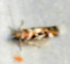 Aristotelia elegantella